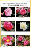 Camellia-rusticana_img10